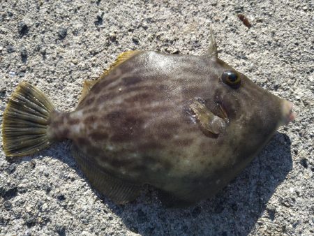爆風カマス釣り
